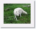 NYwolf 020